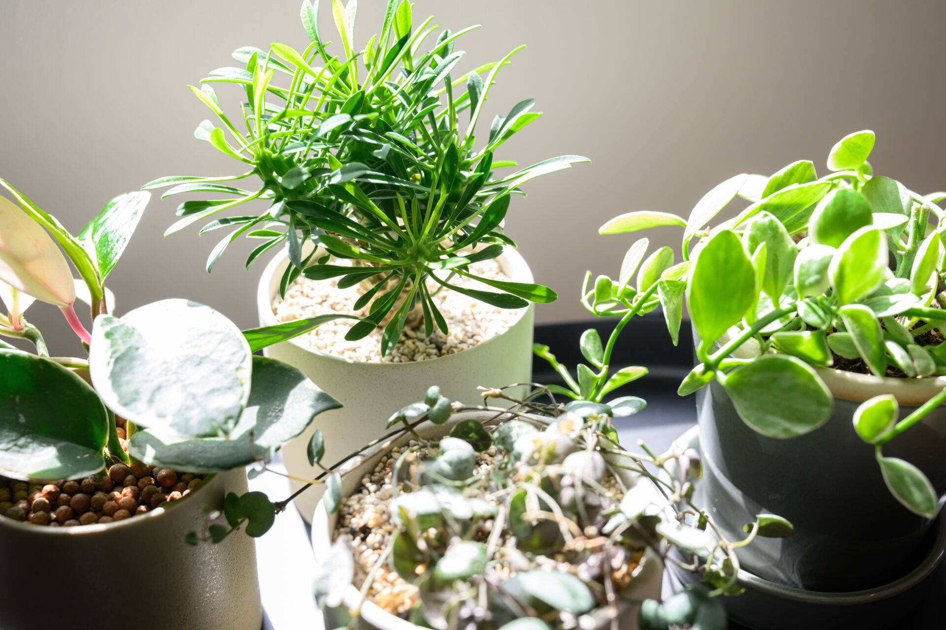 新居で始まった新しい趣味：植物を育てる喜び