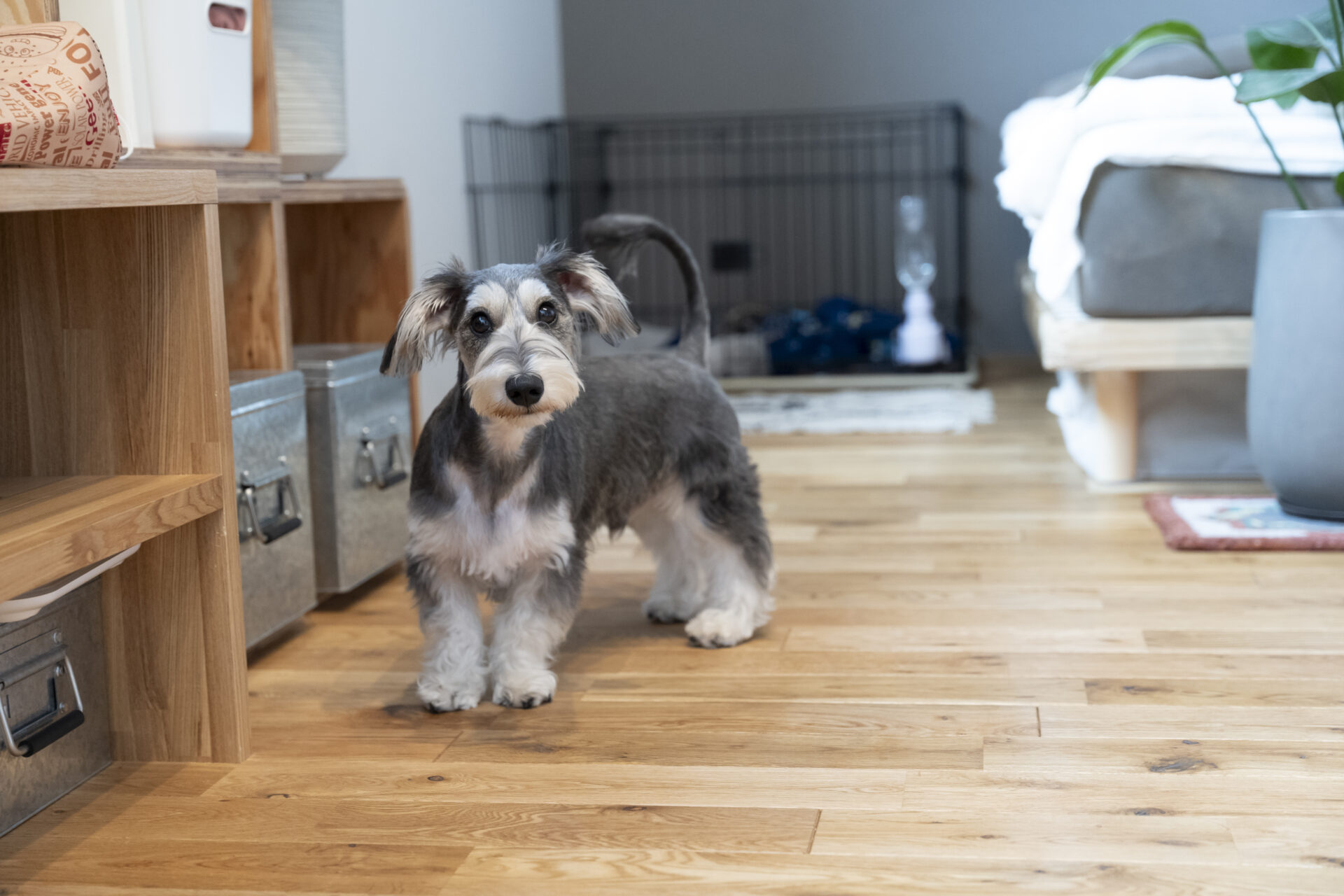 家族でつくる家。そこに愛犬も加わって